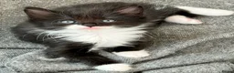 Siberian cats for sale: Pedigree Siberian Kittens in Droitwich - Advert 1