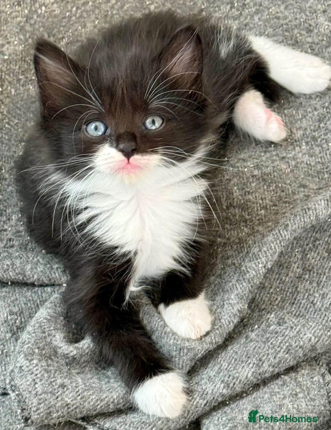 Siberian cats for sale: Pedigree Siberian Kittens in Droitwich - Advert 1