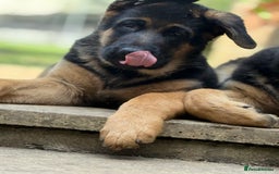 German Shepherd dogs for sale: Stunning litter - Image 2
