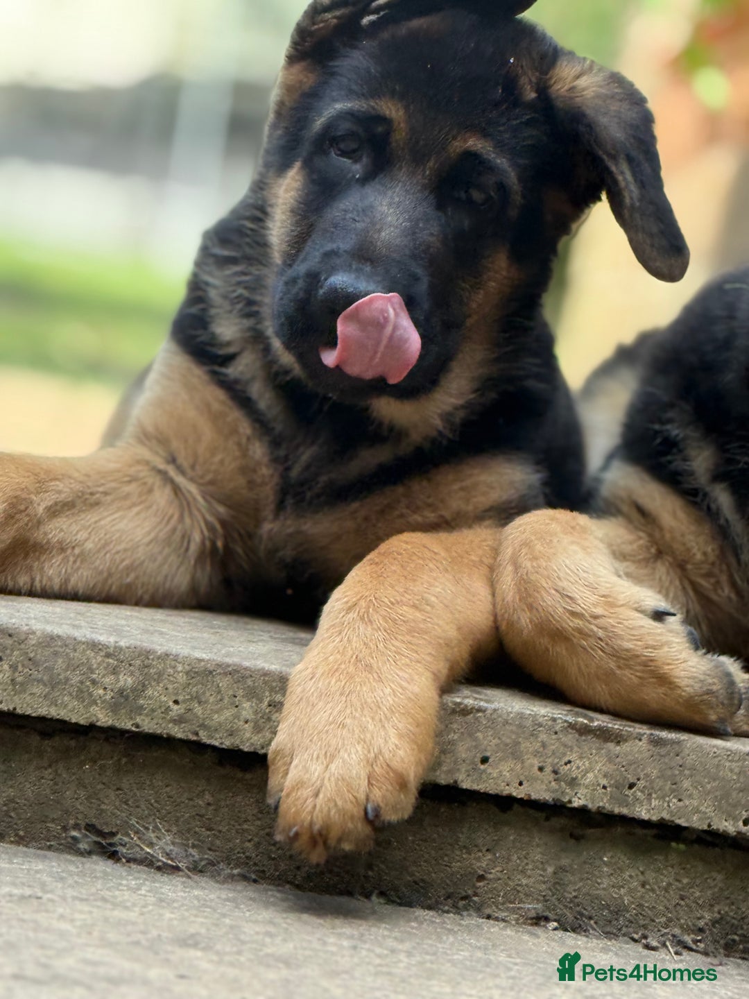 German Shepherd dogs for sale: Stunning litter - Image 2