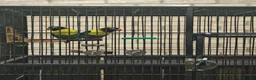 Lovebirds birds for sale: Breeding pair of lovebirds with DNA in Bury Saint Edmunds - Advert 2
