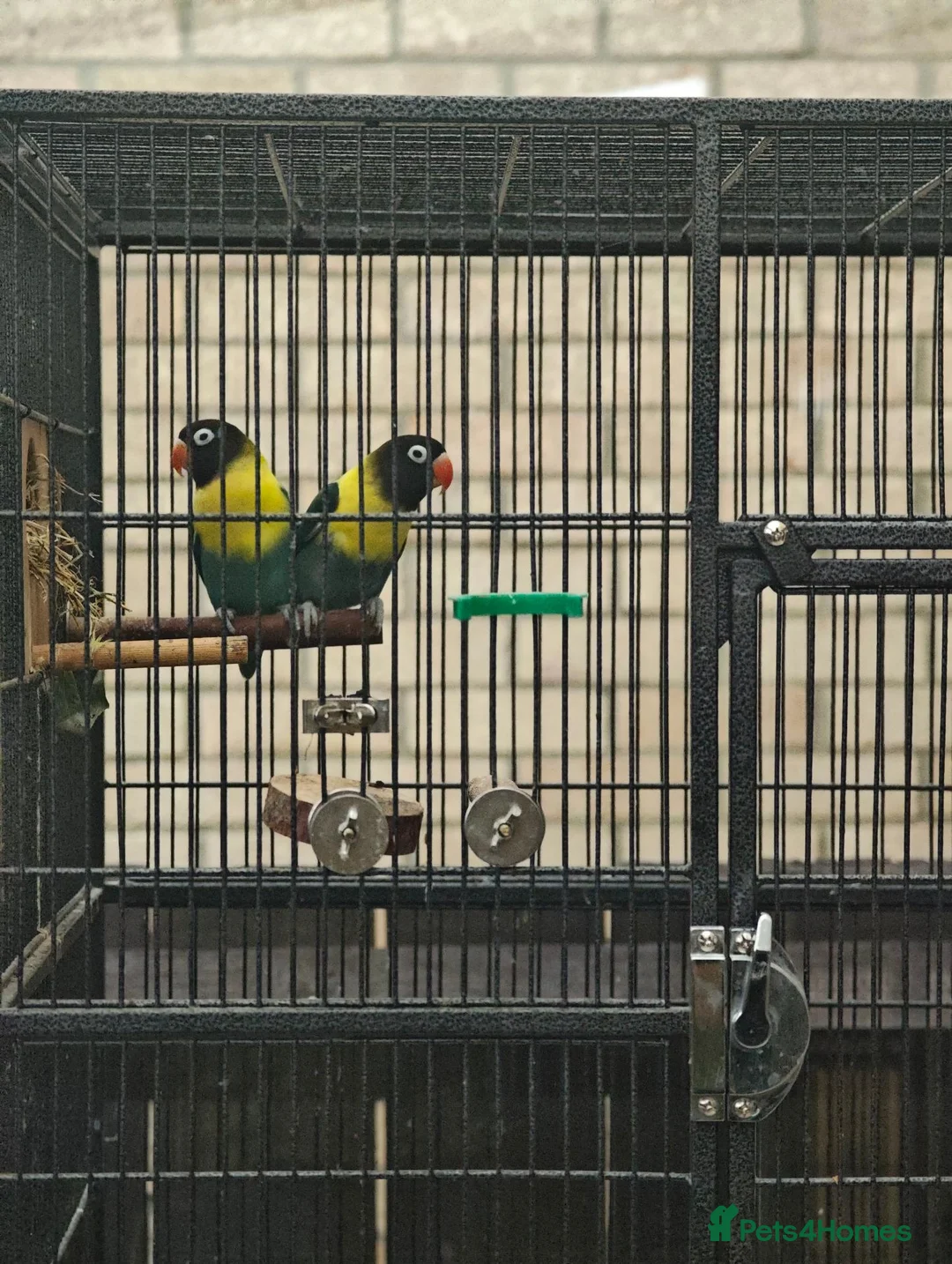 Lovebirds birds for sale: Breeding pair of lovebirds with DNA in Bury Saint Edmunds - Advert 2