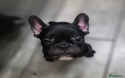 French Bulldog dogs for sale: 2 Adult French bulldogs and 4 Puppies  - Image 22