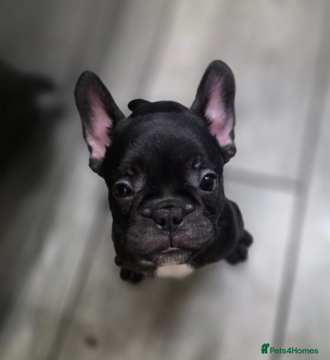 French Bulldog dogs for sale: 2 Adult French bulldogs and 4 Puppies  - Image 22