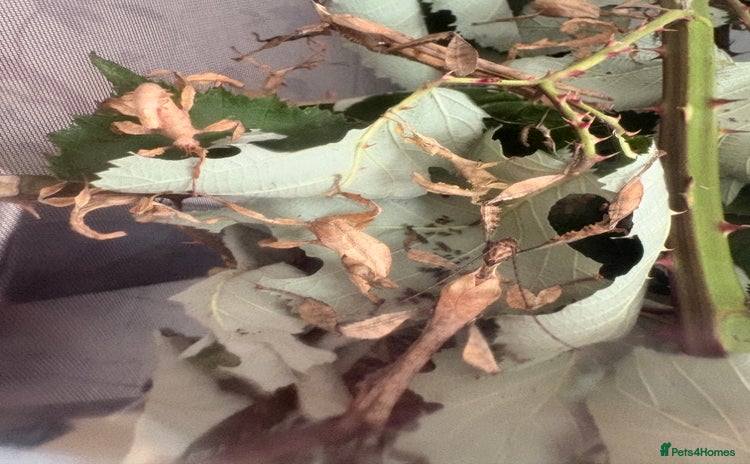 Stick Insects invertebrates in Paignton - Advert 10