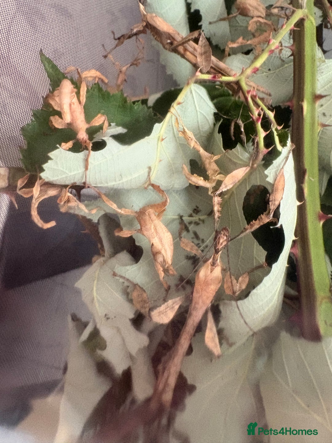 Stick Insects invertebrates for sale: 10 x Giant prickly stick insect (Nymphs)  in Paignton - Image 1