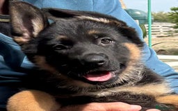 German Shepherd dogs for sale: Beautiful GSD puppies - Image 1