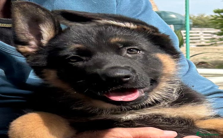 German Shepherd dogs - Advert 1