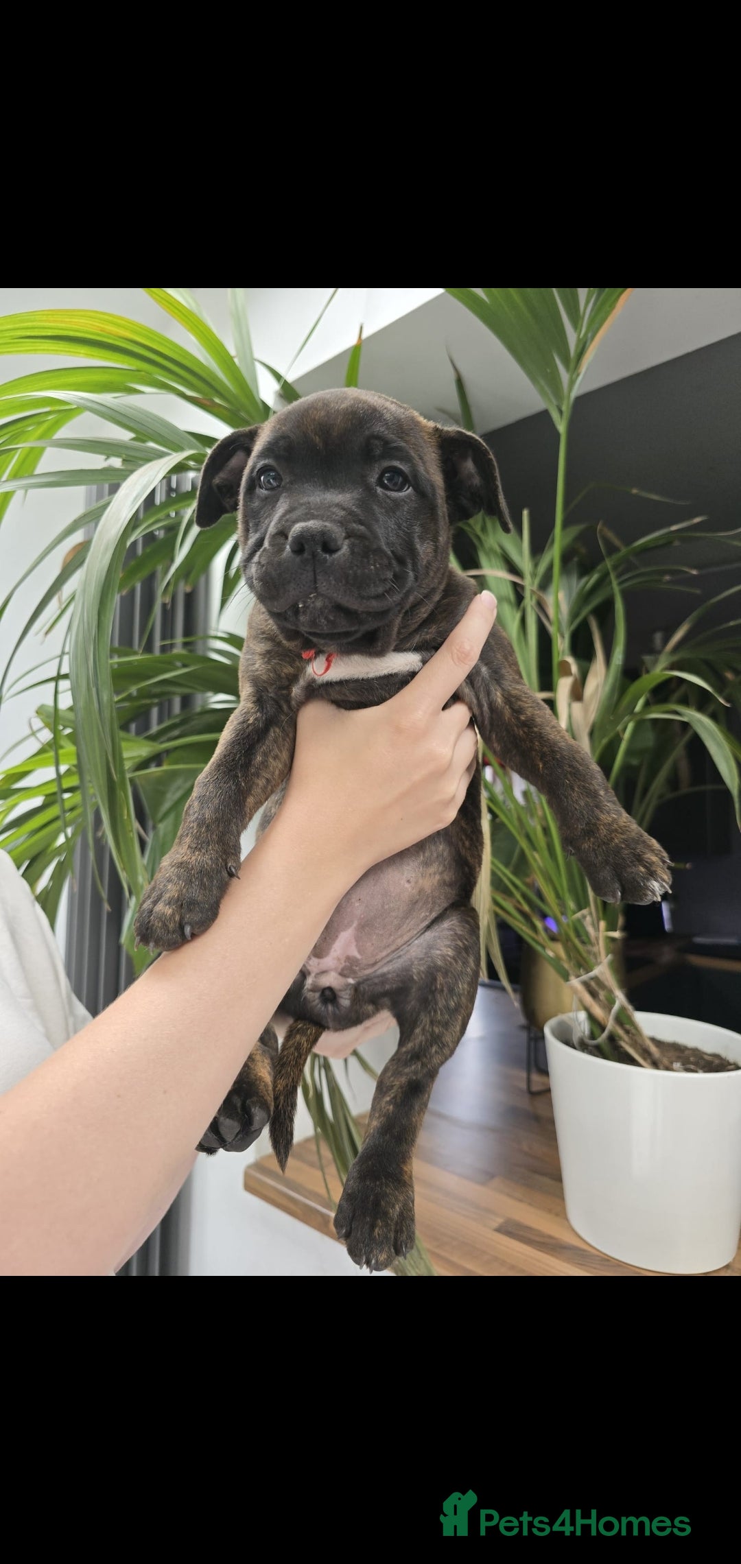 Staffordshire Bull Terrier dogs for sale: Champion Bloodline KC registered staffy puppies🐶  in Manchester - Image 7