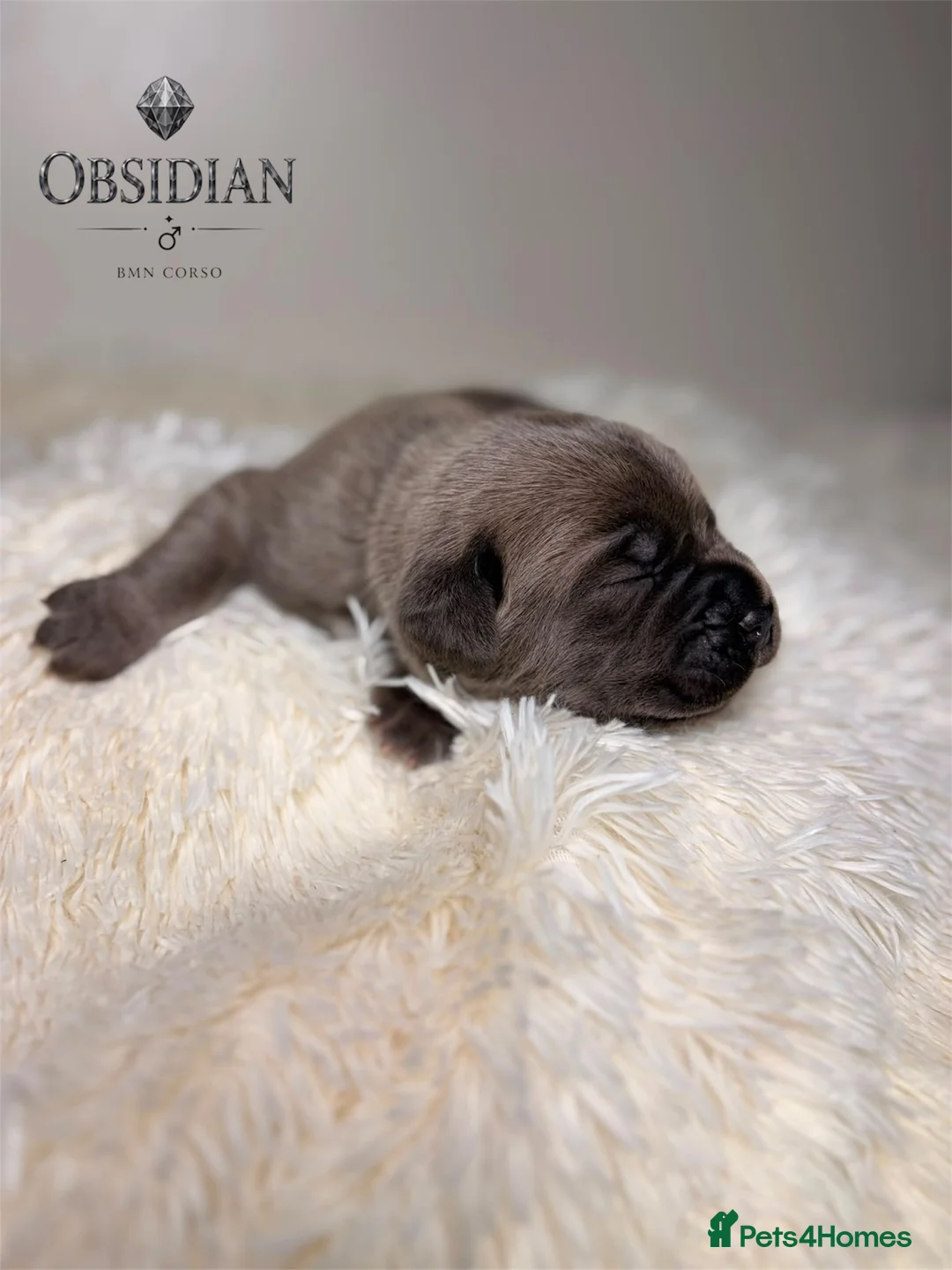 Cane Corso dogs for sale: ICCF registered, health tested, formentino pups 🏆 - Advert 2