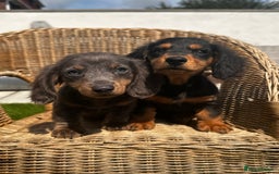 Miniature Dachshund dogs for sale: READY NOW 🤍MINIATURE LONG HAIR DACHSHUNDS  - Image 8