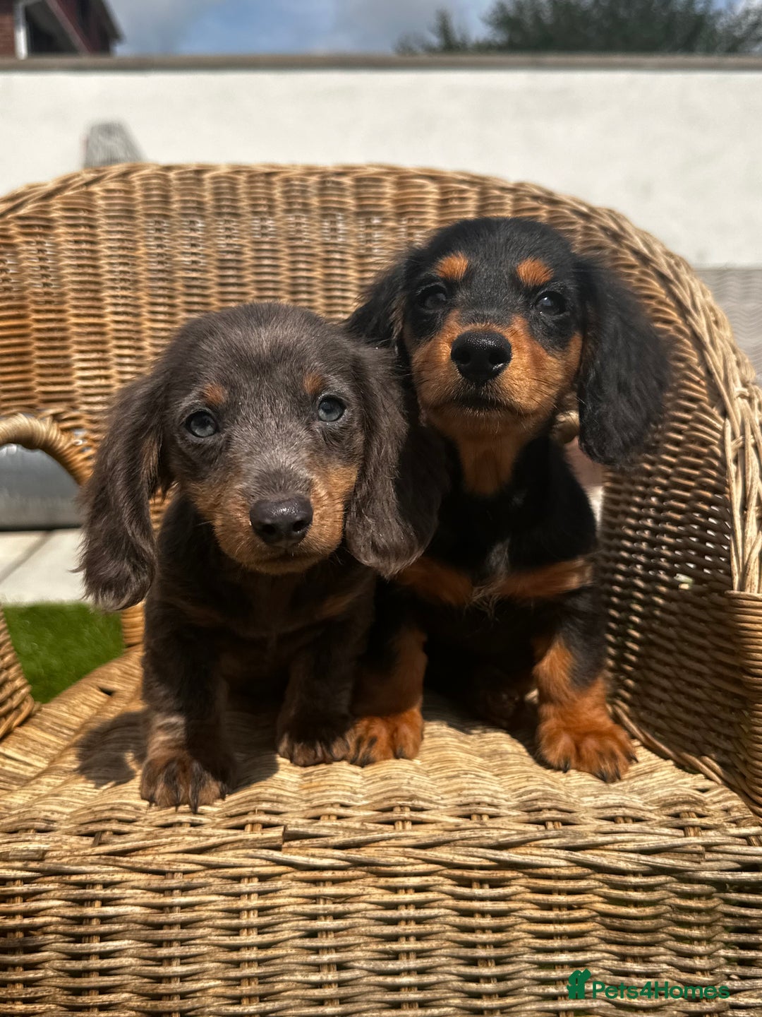Miniature Dachshund dogs for sale: READY NOW 🤍MINIATURE LONG HAIR DACHSHUNDS  - Image 8