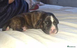 Mixed Breed dogs for sale: 2 boy 2 girls springer mixed with staff puppys - Image 17