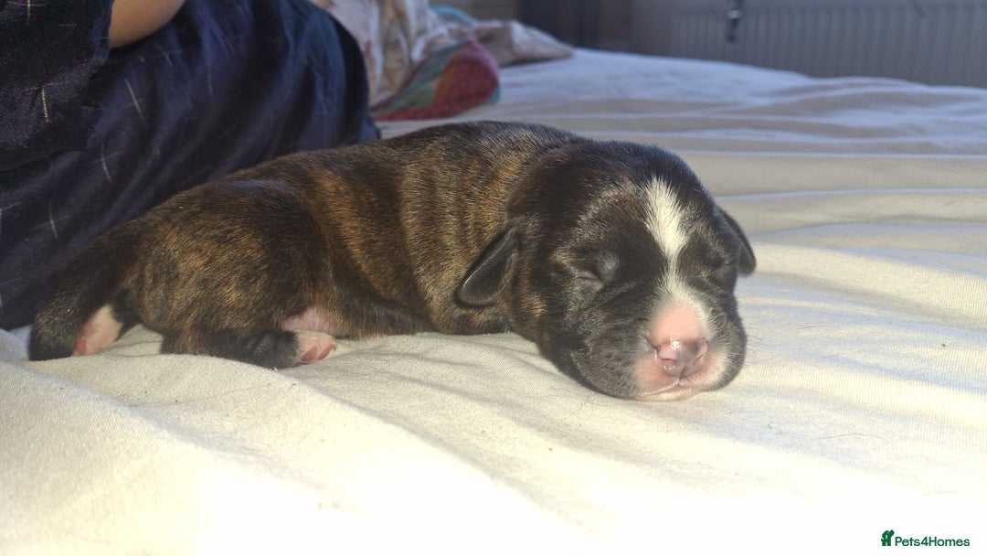 Mixed Breed dogs for sale: 2 boy 2 girls springer mixed with staff puppys - Image 17