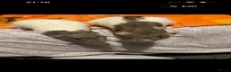 Rat rodents for sale: 6 lovely girls in need of home  - Advert 9