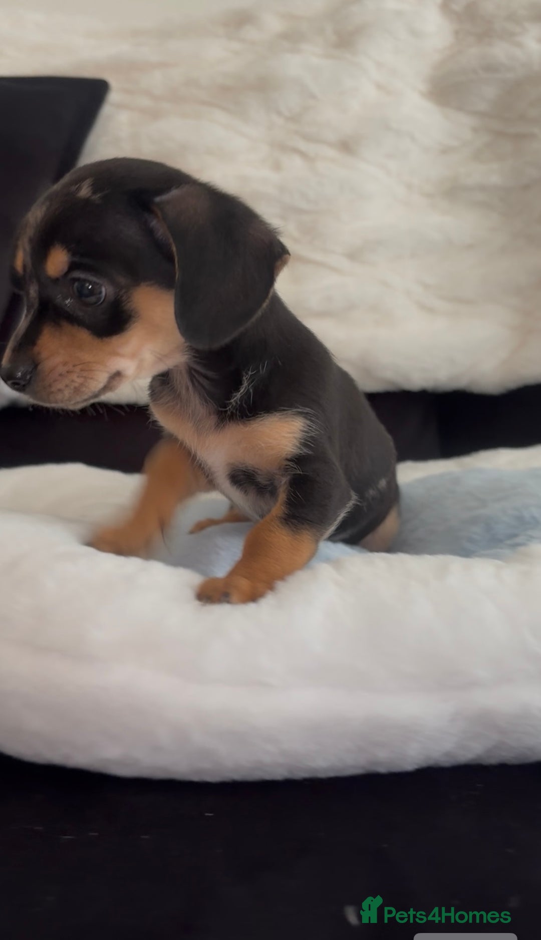 Chiweenie dogs for sale: Last one Merle Mini Dachshund X Puppy🐾 - Advert 4