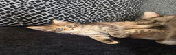 Maine Coon cats for sale: Main coon kittens  in Cumnock - Advert 10
