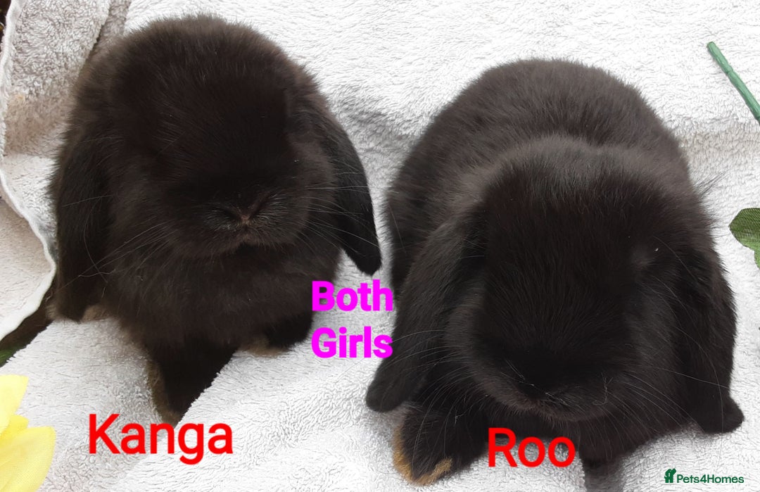 Mini Lop rabbits for sale: 3 Beautiful Baby Mini Lops - Image 2