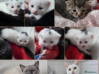 Mixed Breed cats Mixed kittens😻😽Ragdoll x domestic 🙀👌 - Advert 5