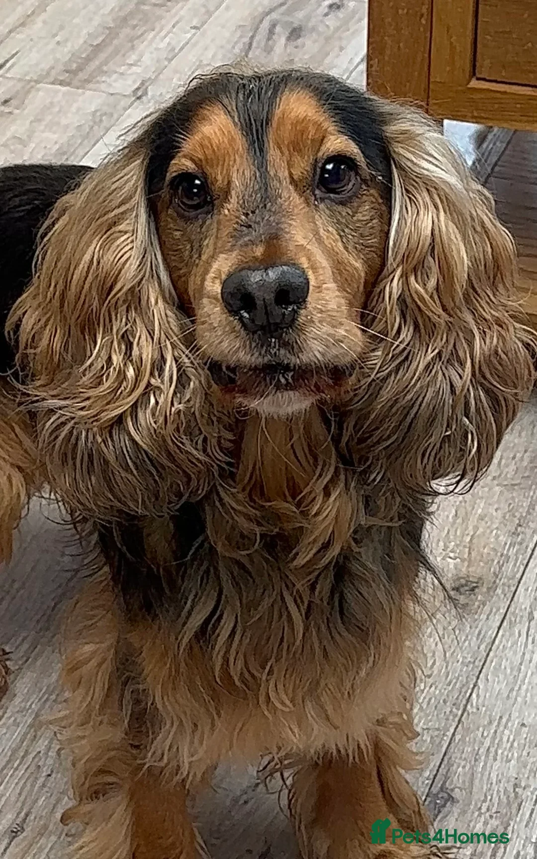 Mixed Breed dogs for sale: F1b Cockapoo Puppies.  - Advert 6