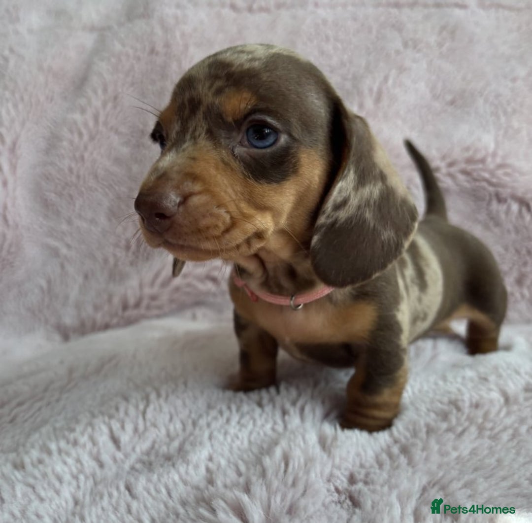Miniature Dachshund dogs for sale: BEAUTIFUL MINIATURE DACHSHUNDS PUPPIES - Image 8