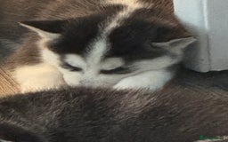 Siberian Husky dogs for sale: Adorable Husky Puppies  - Image 6
