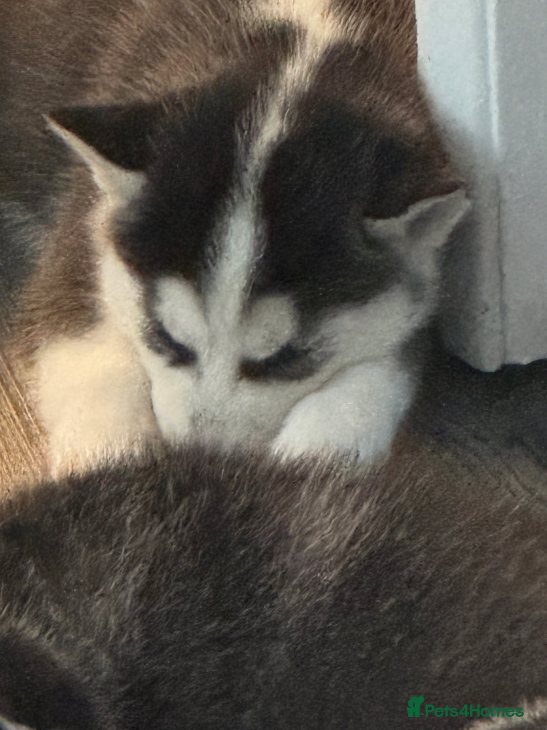 Siberian Husky dogs for sale: Adorable Husky Puppies  - Image 6