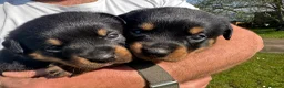 Rottweiler dogs for sale: KC registered rottweiler puppies - Advert 5