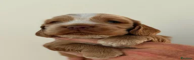 Cocker Spaniel 3