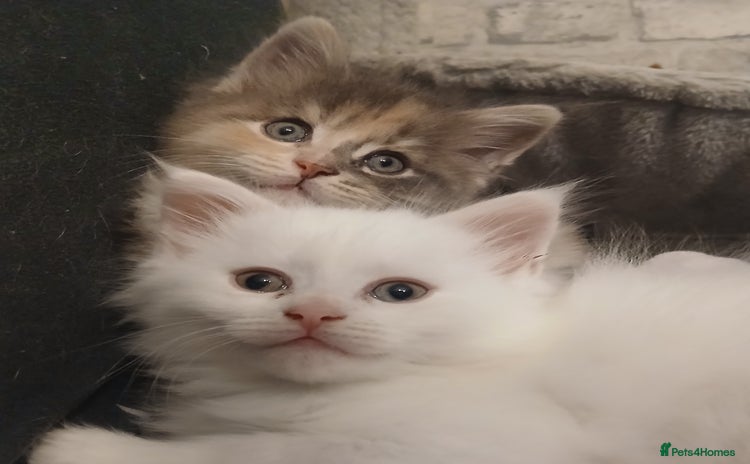 Maine Coon cats - Advert 9