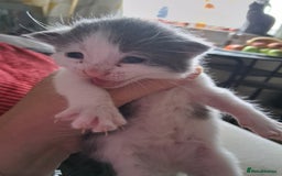 Domestic Shorthair cats for sale: Beautifull Russian blue X   - Image 1