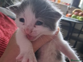 Domestic Shorthair cats - Advert 2