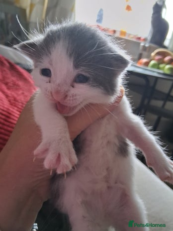 Domestic Shorthair cats - Advert 18