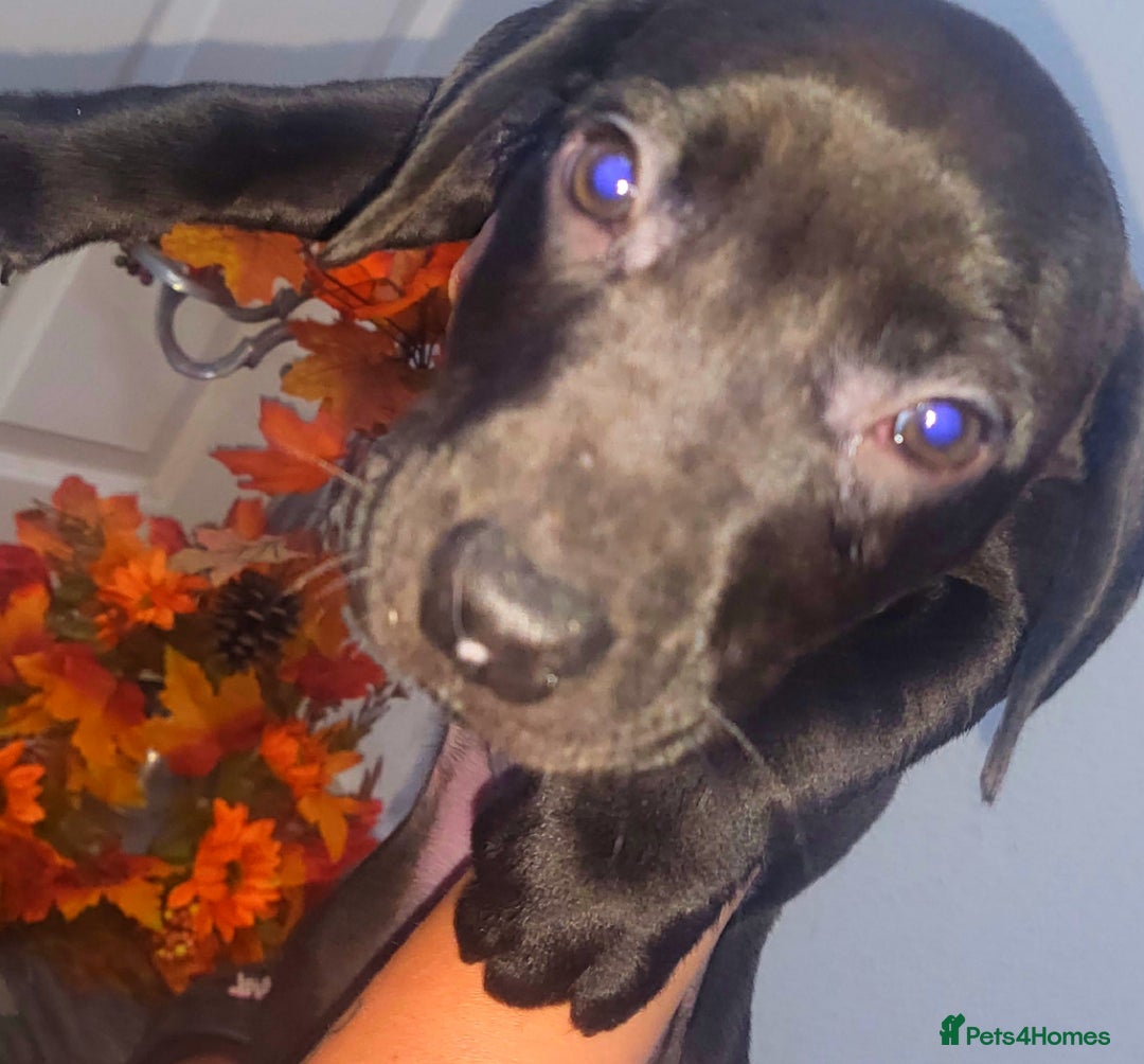 Mixed Breed dogs for sale: Beautiful mixed breed puppies - Image 2