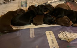 Dachshund dogs for sale: Adorable mini dachshund puppies for sale - Image 4