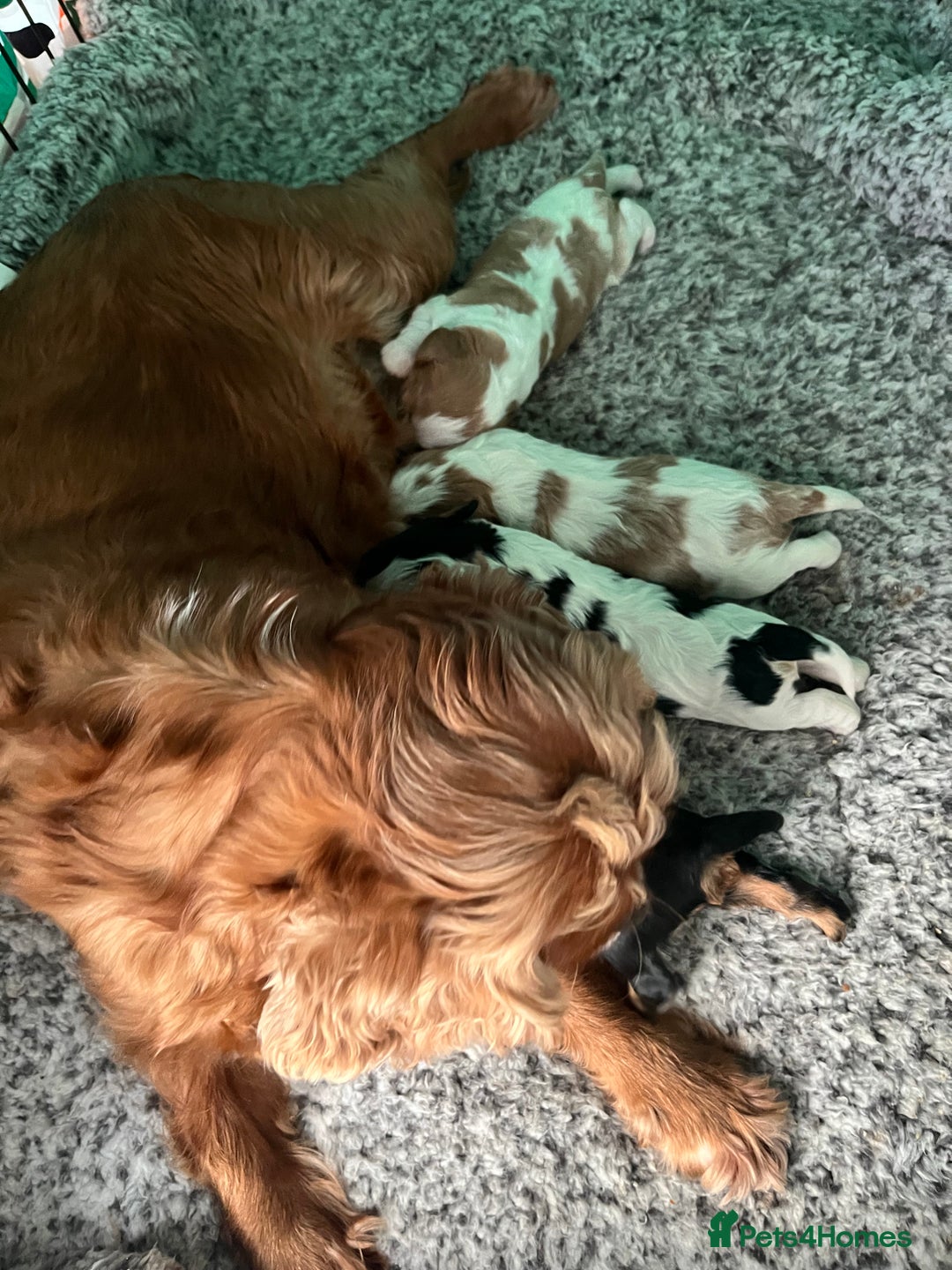 Cavalier King Charles Spaniel dogs for sale: Cavalier King Charles puppy’s  - Advert 25