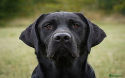Labrador Retriever dogs for stud: Fully health tested, black carrying chocolate - Image 1
