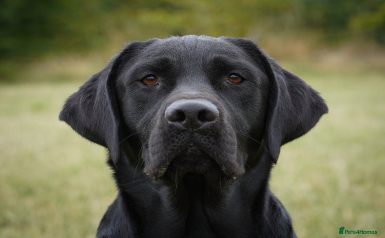 Labrador Retriever dogs - Advert 2
