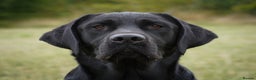 Labrador Retriever dogs for stud: Fully health tested, black carrying chocolate - Advert 1
