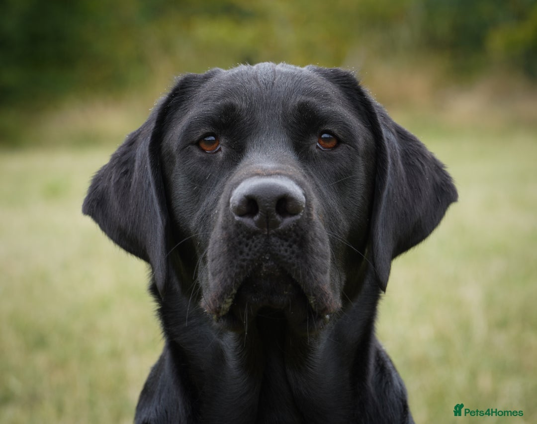 Labrador Retriever dogs for stud: Fully health tested, black carrying chocolate - Image 1