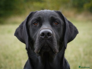Labrador Retriever dogs - Advert 3