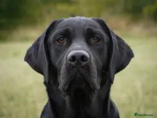 Labrador Retriever dogs Fully health tested, proven black carrying choc - Advert 20