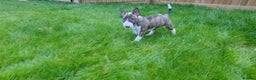 English Bull Terrier dogs for sale: KCRegi EBT English Bull Terrier Puppies–Top Line - Advert 17