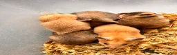 Hamster rodents for sale: Syrian hamster babies in Andover - Advert 5