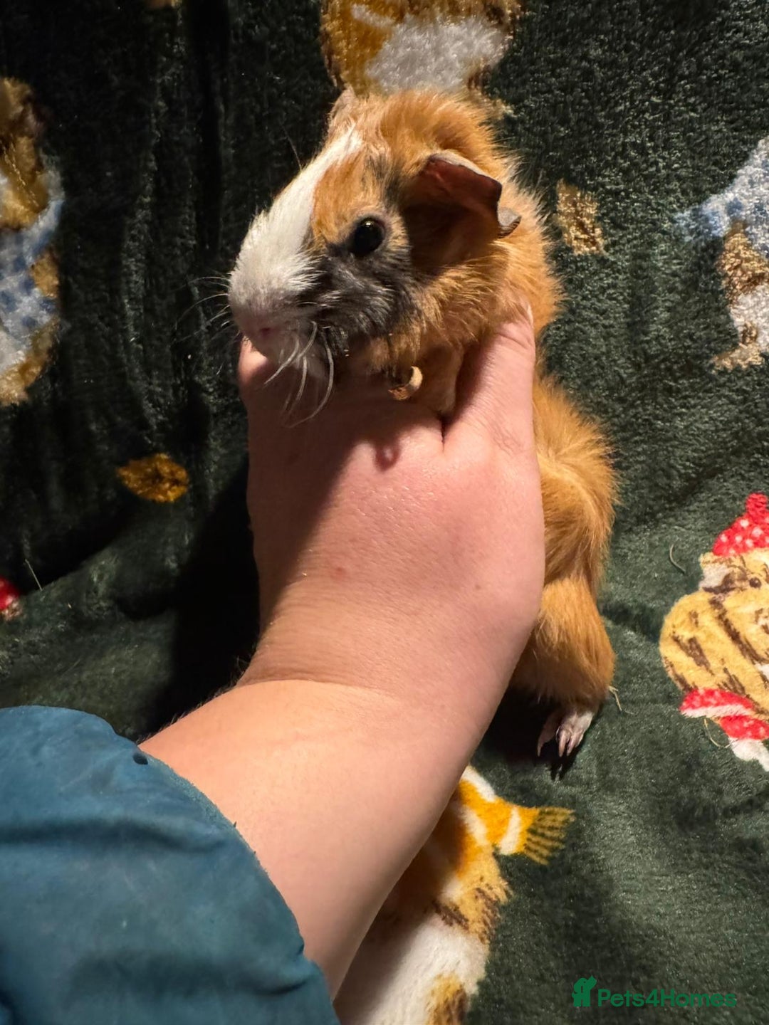 Guinea Pig rodents for sale: Beautiful Baby Guineapigs  - Image 13