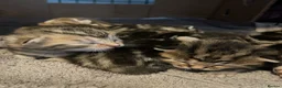 Bengal cats for sale: Stunning Racing Striped 3/4 Bengal Kittens! - Advert 12