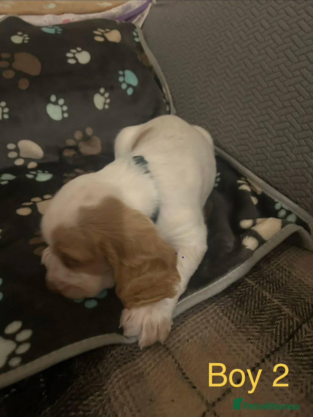 Cocker Spaniel dogs for sale: Working cocker pups - Advert 7