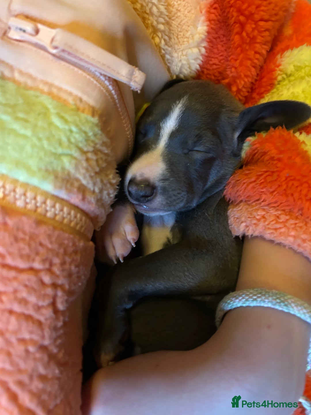 Italian Greyhound dogs for sale: Italian greyhound pups  - Advert 10