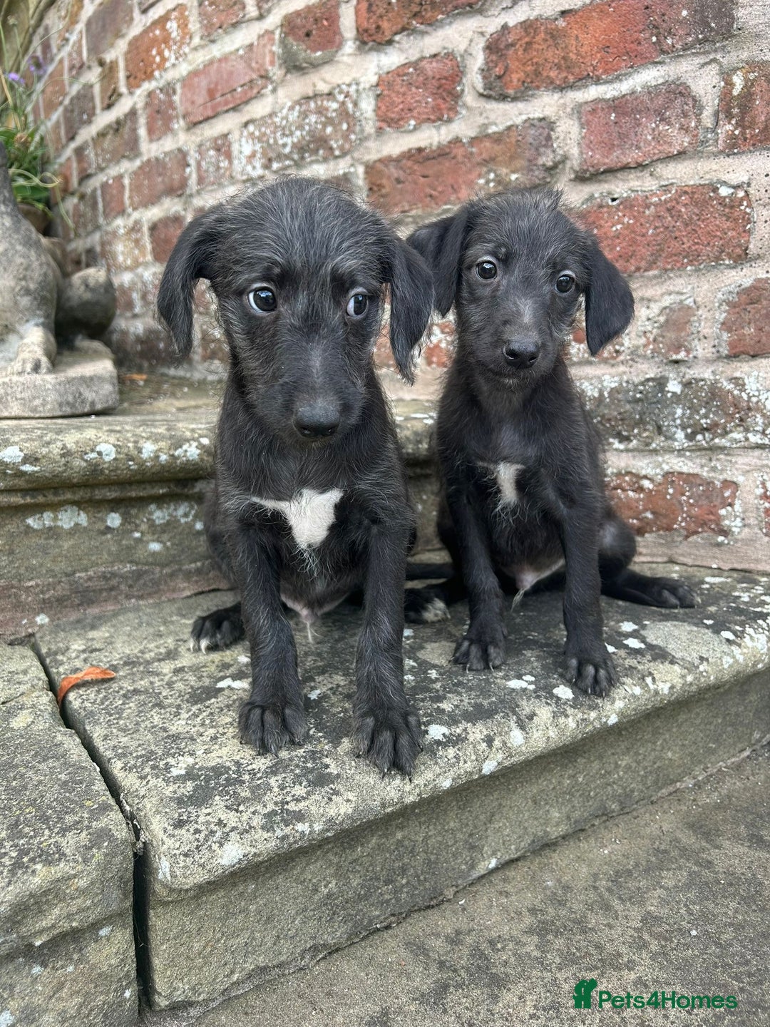 Bedlington Terrier dogs for sale: F1 Bedlington x Whippet puppies - Image 9