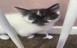 Mixed Breed cats for sale: 3 female and 1 male kitten for sale  - Image 9